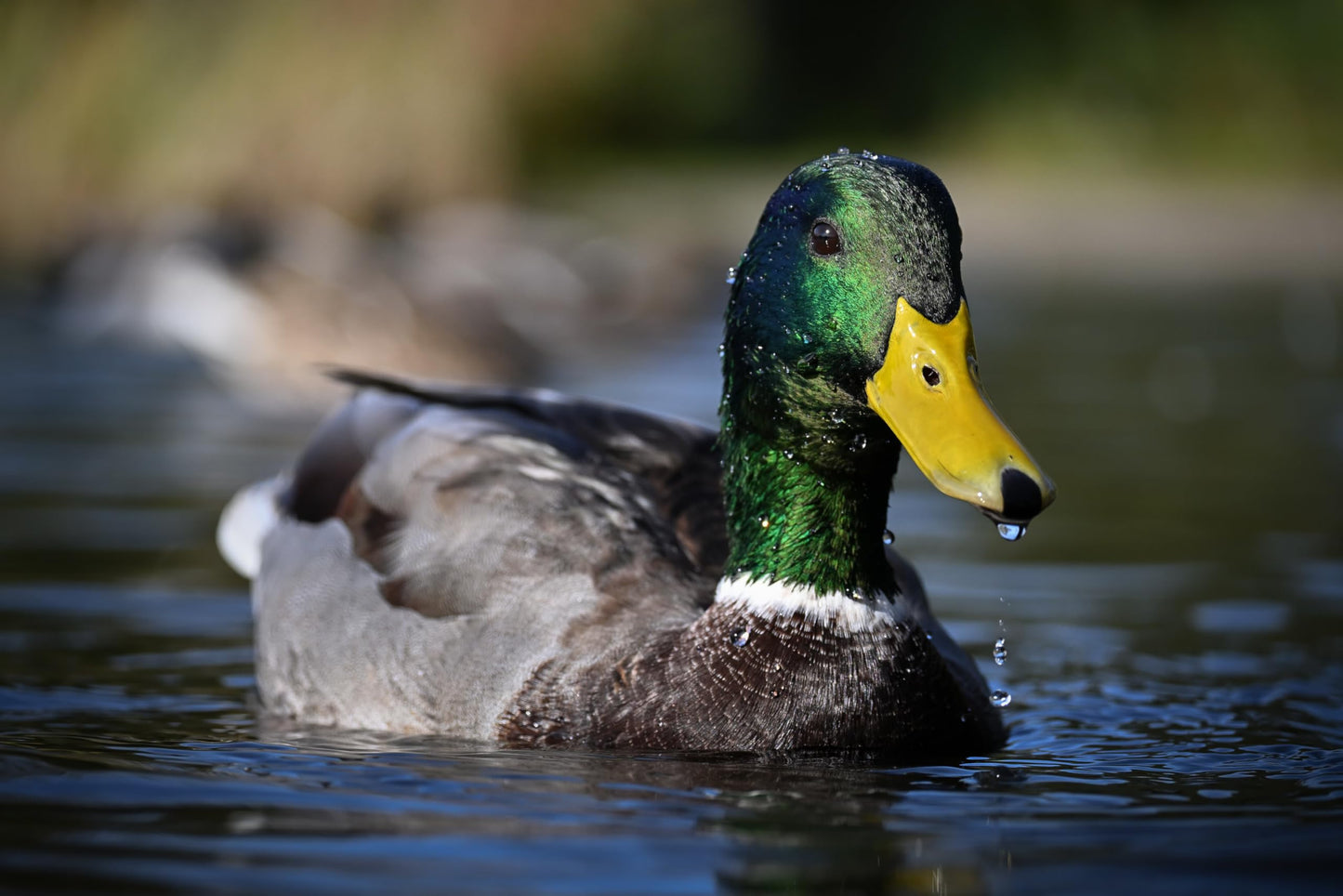 Nikon Z50 II with Two Lenses | Compact mirrorless Stills/Video Camera with Easy Color presets and Wireless Photo Sharing | Nikon USA Model (Renewed)